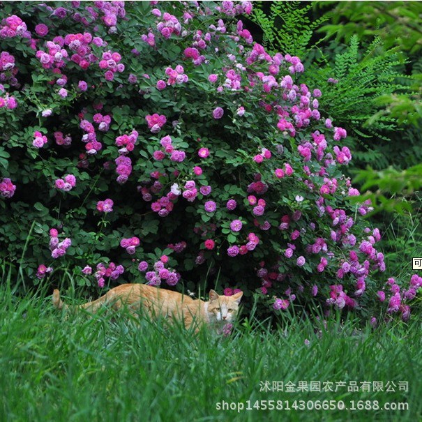 薔薇花苗批發(fā)無(wú)刺爬藤花卉紅白粉色盆栽庭院公園生態(tài)園壁景綠化苗