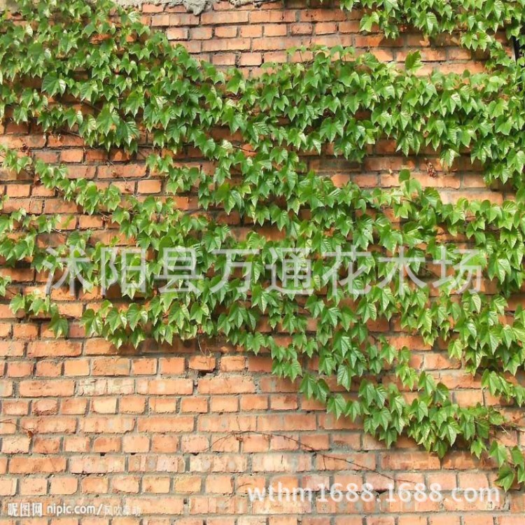 批發(fā)爬山虎苗 爬藤植物 庭院別墅綠化苗 攀援花卉 綠化苗木 攀爬
