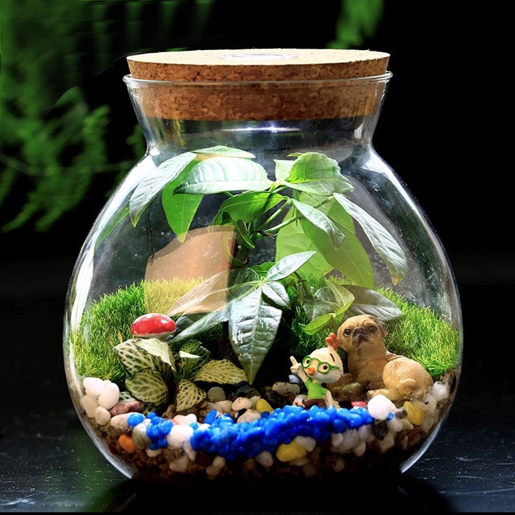無色透明玻璃苔蘚微景觀-高雅大氣魚缸觀賞瓶-帶蓋密封罐