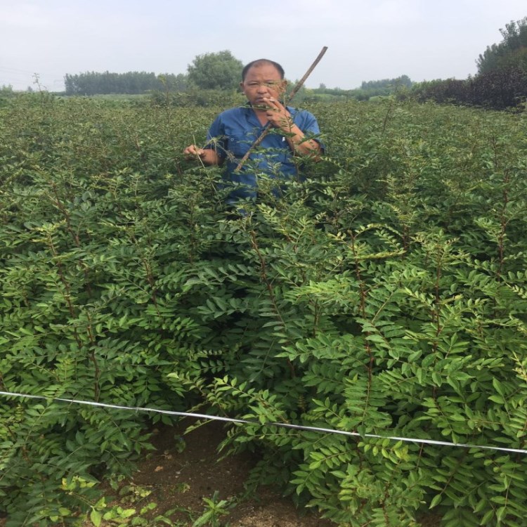 盆栽花椒苗 甘肅花椒苗價格 花椒苗產量植株健壯 易成活 發貨快