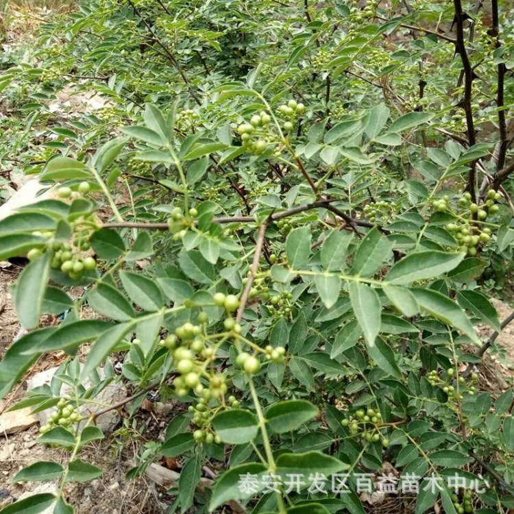 山东花椒苗批发基地 甘肃种植花椒苗品种 花椒苗价格