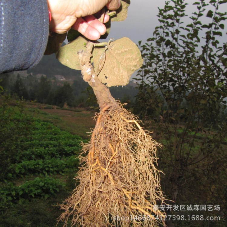 甘肅獼猴桃苗價(jià)格 北京獼猴桃苗批發(fā) 山東獼猴桃苗 紅心獼猴桃苗