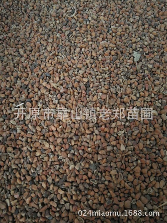 一級 黃刺玫種子 玫瑰種子 刺梅花種子 黃薔薇 重瓣黃刺玫籽