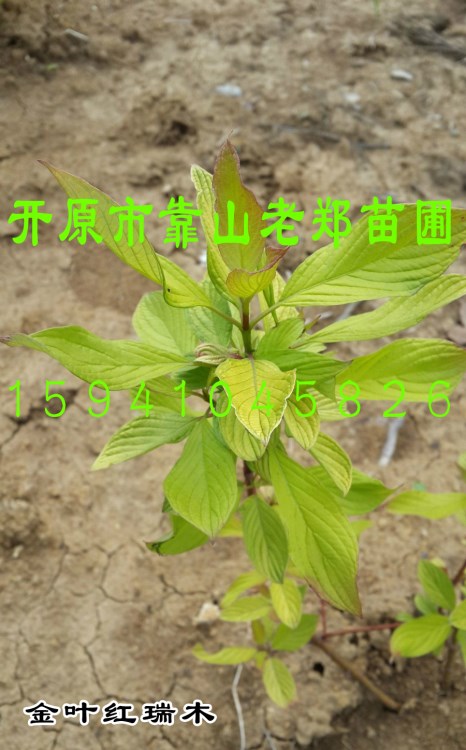 出售【金葉紅瑞木】各規(guī)格 園林彩色植物 金葉紅瑞木