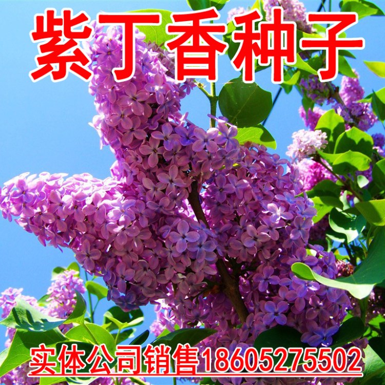 供應(yīng)抗凍林木花卉華北紫丁香種子百結(jié)籽情客龍梢子支持貨到付款