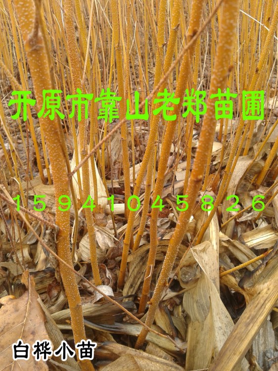 歡迎咨詢【白樺小苗】樺樹播種小苗 東北綠化小苗 白樺小苗