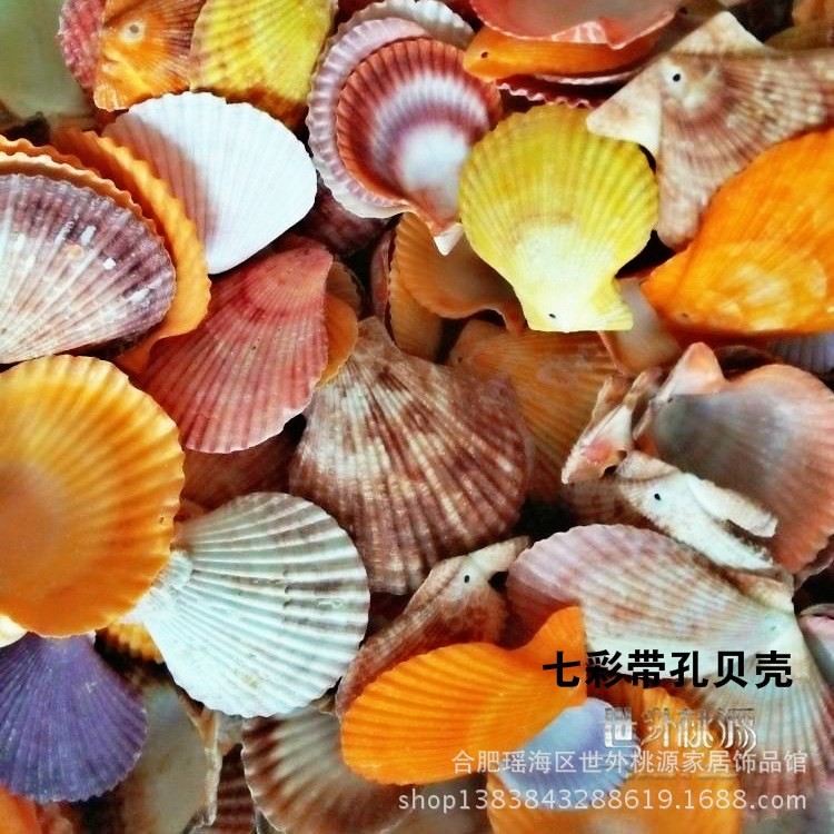 天然帶孔海貝漁網(wǎng)上裝飾地臺魚缸DIY海螺貝殼家居裝飾地中海裝飾