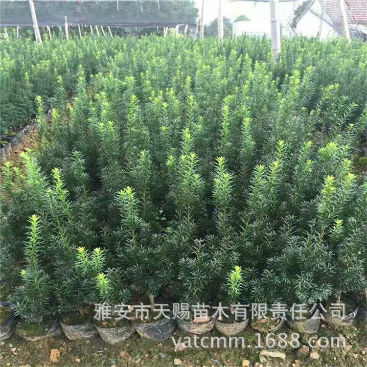 基地批發(fā)園林綠化租擺盆栽盆景曼地亞紅豆杉容器袋苗室內(nèi)綠植盆景