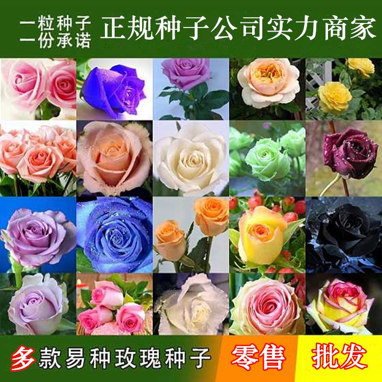 玫瑰花種子四季易種活鮮花卉苗陽臺(tái)室內(nèi)盆栽花籽批發(fā)紅玫瑰花種子