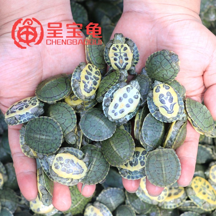 【巴西龜】外塘龜苗大烏龜活體小彩龜寵物觀賞金魚水族養(yǎng)殖場批發(fā)