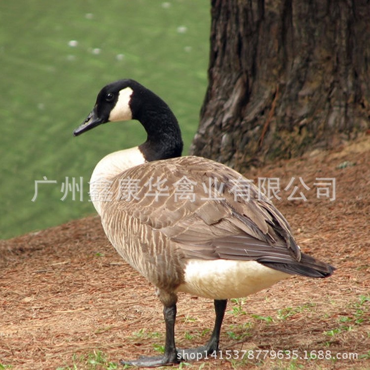 廣州供應(yīng)斑嘴鴨苗 大量批發(fā)野鴨苗 綠頭野鴨苗養(yǎng)殖 健康鴨苗