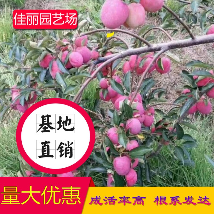 蘋果苗紅肉矮化123蘋果樹苗規(guī)格基地果樹苗木批發(fā)量大從優(yōu)