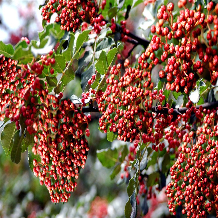 花椒樹苗大紅袍獅子頭九葉青四川麻花椒苗藤椒樹苗當(dāng)年結(jié)果