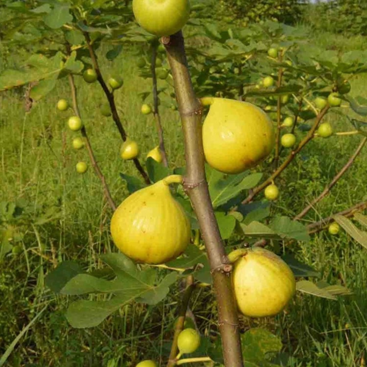 金傲芬无花果苗 果树苗 无花果树苗 无花果小苗 当年结果树苗