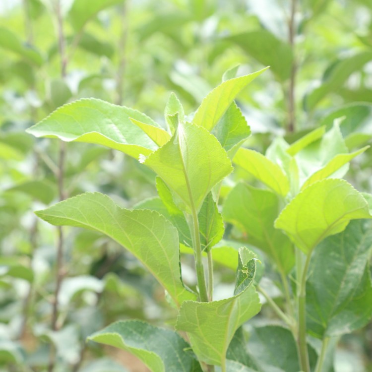 肉质酥脆寒富苹果苗批发  基地现售苗势强 苗姿直嫁接苗价格实惠