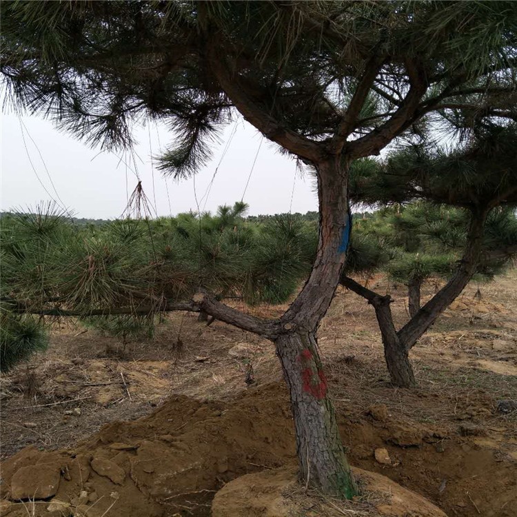 造型景松 迎客松 大规格黑松 树形好 庭院工程用造型油松