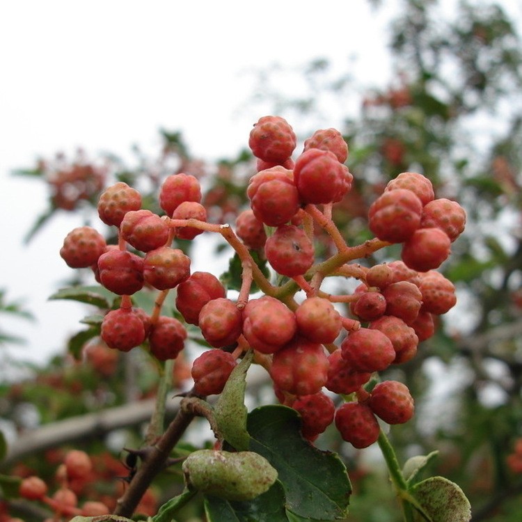 大紅袍獅子頭花椒樹苗花椒苗種子盆栽籬笆當(dāng)年結(jié)果包郵包活包結(jié)果