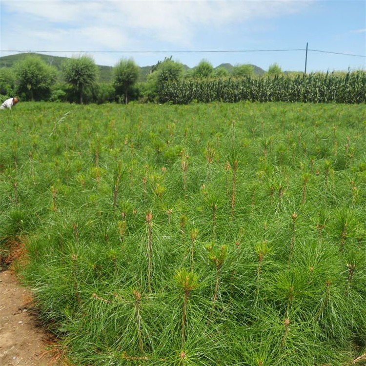 基地直銷 天然 油松小苗傳專賣 各種規(guī)格 量大優(yōu)惠