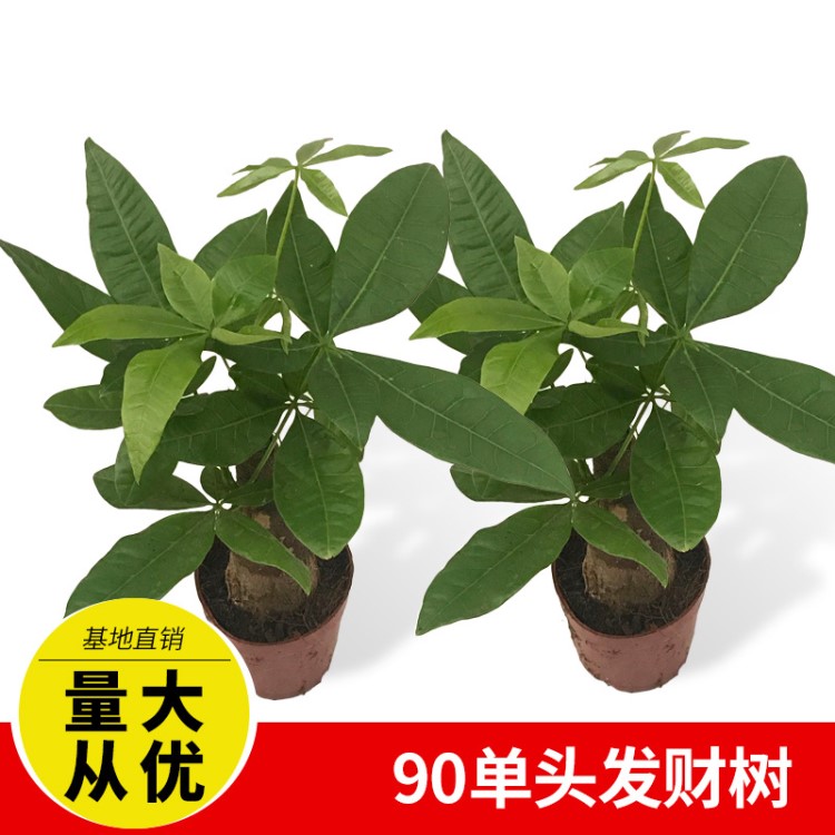 【基地直銷】批發(fā)90發(fā)財樹室內(nèi)盆栽租擺綠植花卉凈化空氣量大批發(fā)