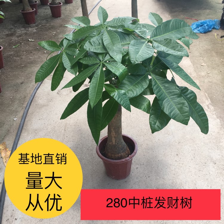 楓亭園藝基地直銷精品室內(nèi)綠植租擺水培植物懶人中桿發(fā)財(cái)樹280#