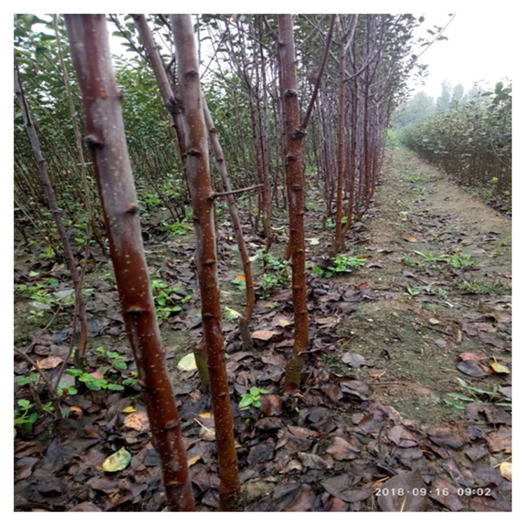 山东果树苗基地 供应2公分红肉苹果树苗  柱状苹果树苗