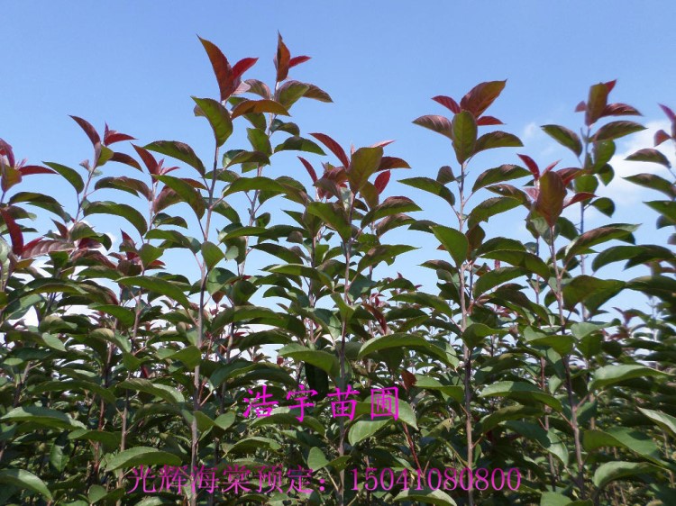 供應光輝海棠 海棠苗 光輝海棠價格 珍貴苗木 光輝海棠苗特好