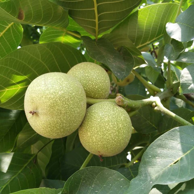 山東苗圃培育種植 核桃苗 抗病性強 8518核桃苗 當年結(jié)果