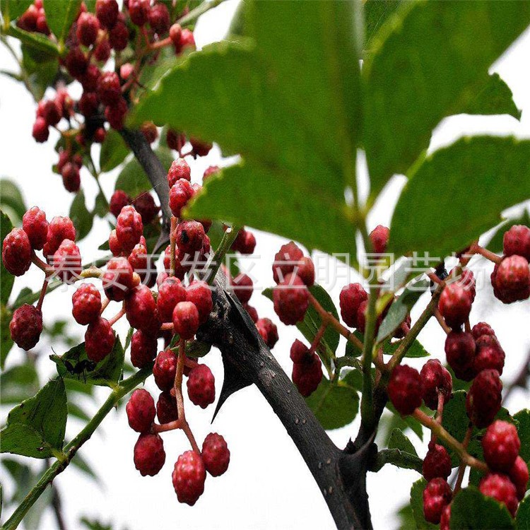 大红袍花椒苗  基地直销 现挖现卖  规格  量大从优