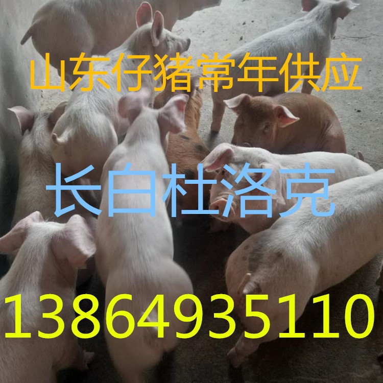 河北唐山仔豬市場價格 新承德三元小仔豬仔批發(fā)價格