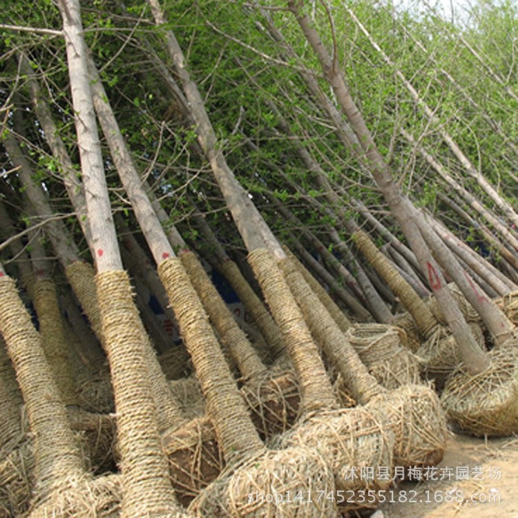 苗圃常年供應(yīng)落葉銀杏 灌木 株高150cm 量大優(yōu)惠 銀杏苗批發(fā)