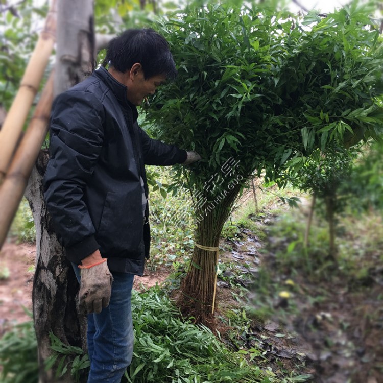 四川野生毛桃苗新鮮山桃占地苗未嫁接果樹苗桃樹砧木苗南北方種植