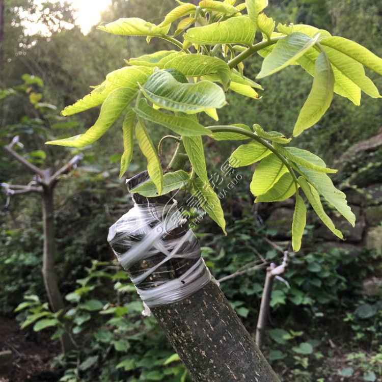 四川嫁接香玲核桃树苗纸皮薄壳香核桃苗中林矮化核桃苗当年结果苗