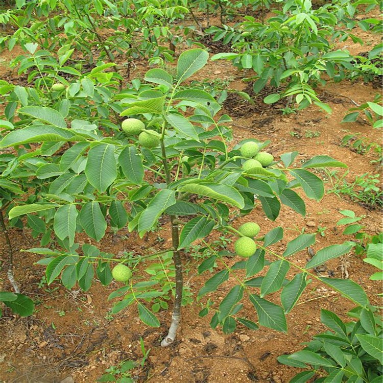 香玲核桃苗直销 新品种果树苗 薄壳核桃树苗 当年结果 核桃嫁接苗