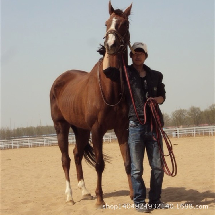 汗血寶馬價(jià)格 大宛汗血馬 汗血寶馬價(jià)錢 養(yǎng)馬場(chǎng)大量出售馬匹