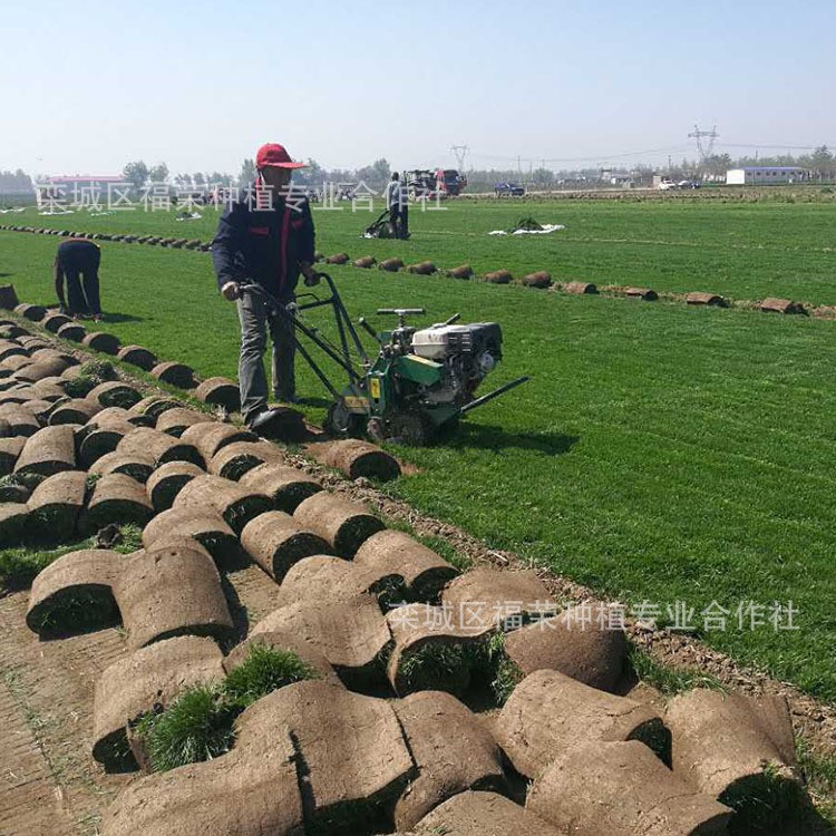 石家莊基地批發(fā)四季青草坪耐寒耐旱耐踐踏生命力強(qiáng)草皮品種