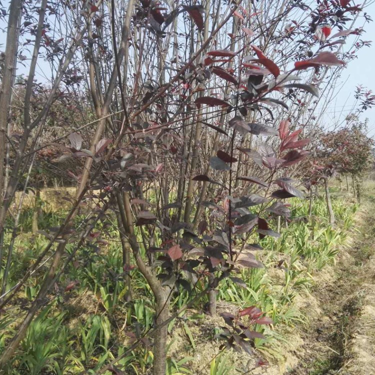 供应各种庭院工程苗木红叶李 紫叶李 紫叶李绿化苗速生树苗