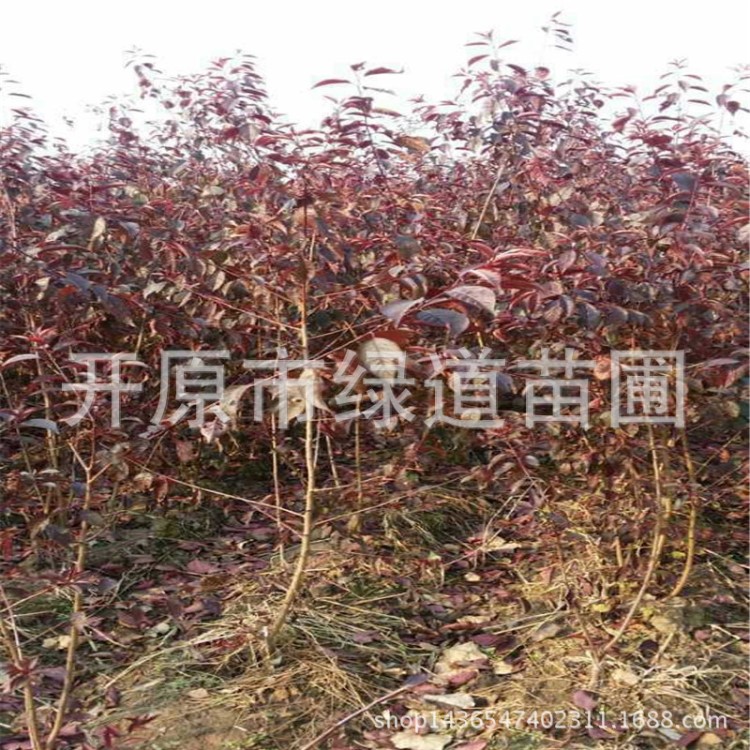 批發(fā) 密枝紅葉李 叢生密枝紅葉李 1 2年生苗 開(kāi)原密枝紅葉李綠籬