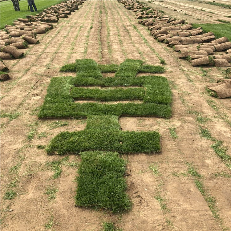 石家庄基地种植陕西园林绿化草坪卷，矮生草坪无需修剪，草坪易成