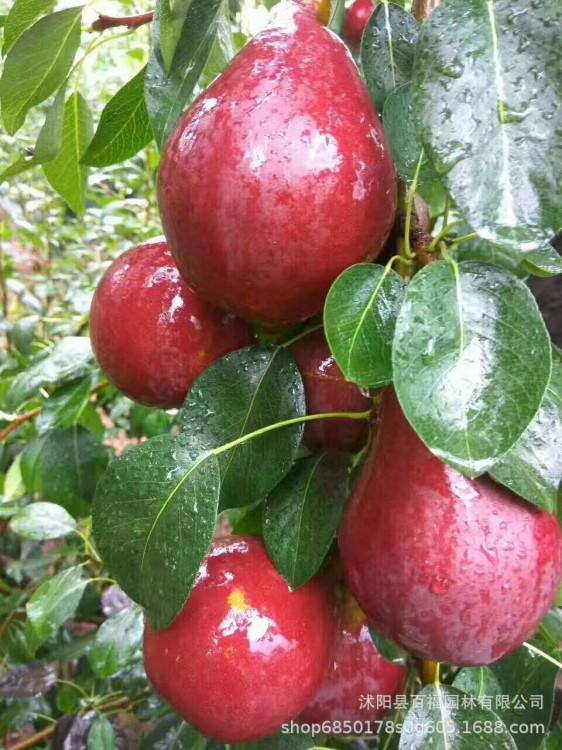 批發(fā)梨樹苗 早酥紅梨樹苗紅啤梨鴨梨 豐產(chǎn)早熟包品種包成活率