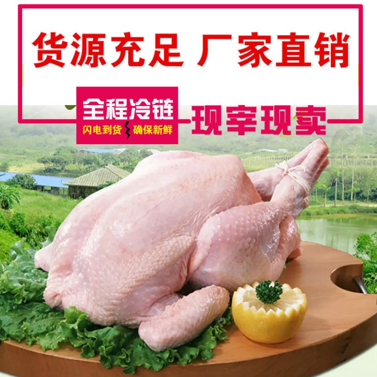 佛山三黄鸡批发厂家直销新鲜肉鸡零售现货生鲜鸡现杀现卖