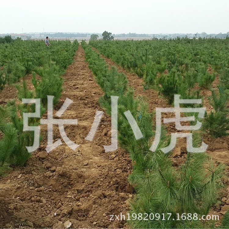 西安市綠嘉苗圃大量供應(yīng)白皮松 油松 華山松 質(zhì)量