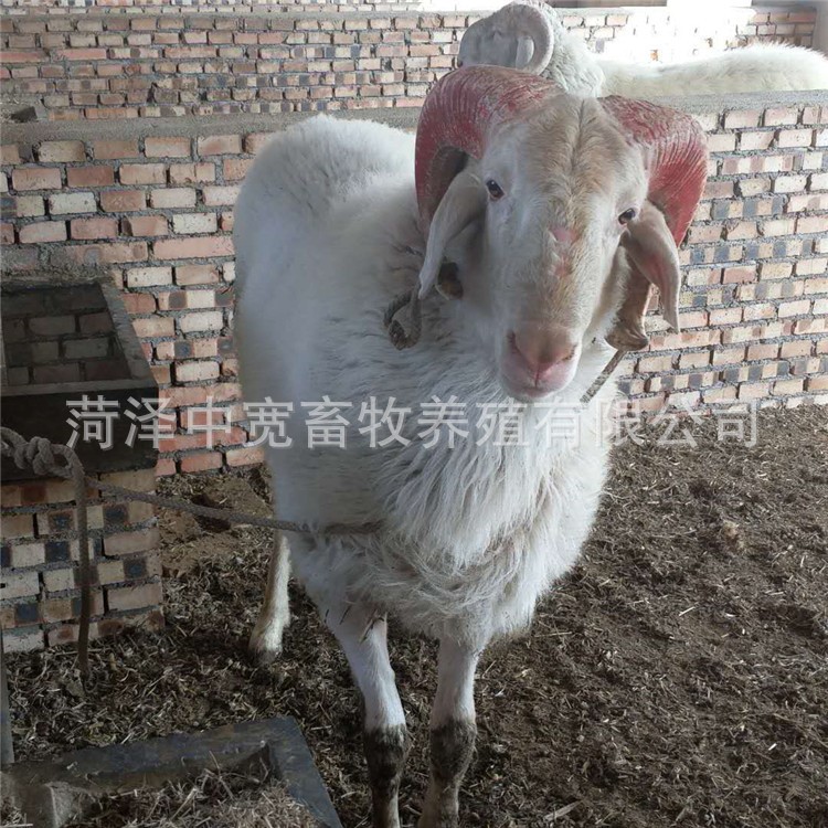 山東小尾寒羊出售 小尾寒羊價格 中寬牧業(yè)購買送砸草機(jī)一臺