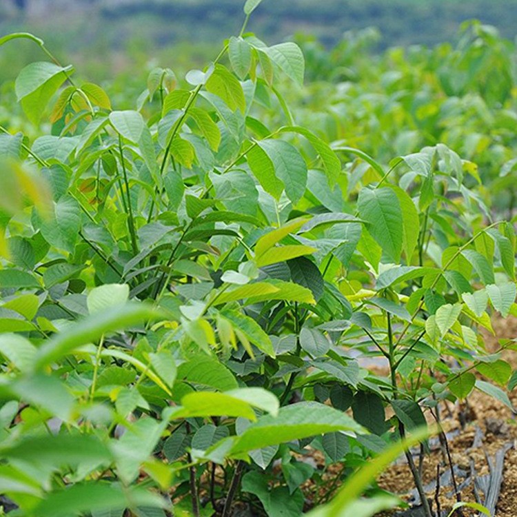 早实嫁接核桃苗批发  基地精心培育香玲  清香  薄壳核桃苗品种多