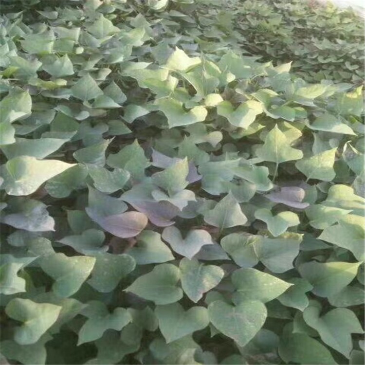 山東商薯19地瓜秧地瓜苗 紅薯秧子批發(fā)脫毒苗大田剪苗