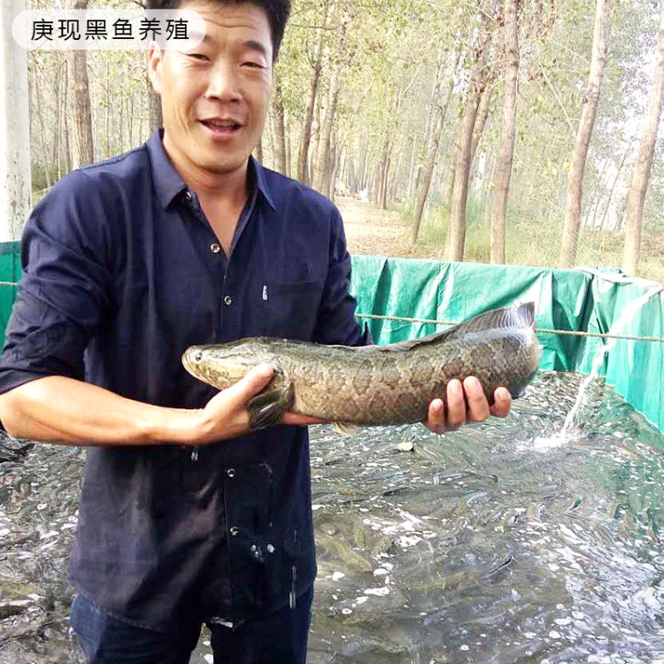 廠價(jià)直銷(xiāo) 黑魚(yú)苗 黑魚(yú) 魚(yú)苗批發(fā)淡水人工養(yǎng)殖黑魚(yú)飼料