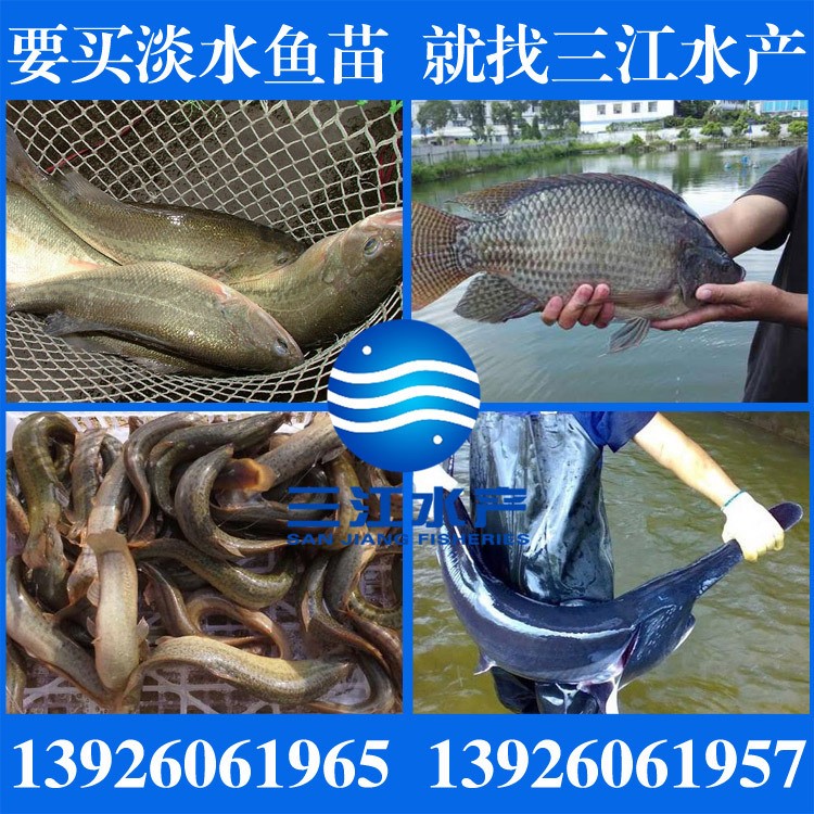 【廠家直銷】臺灣泥鰍苗 黑魚苗 加州鱸魚苗 羅非魚苗  魚苗