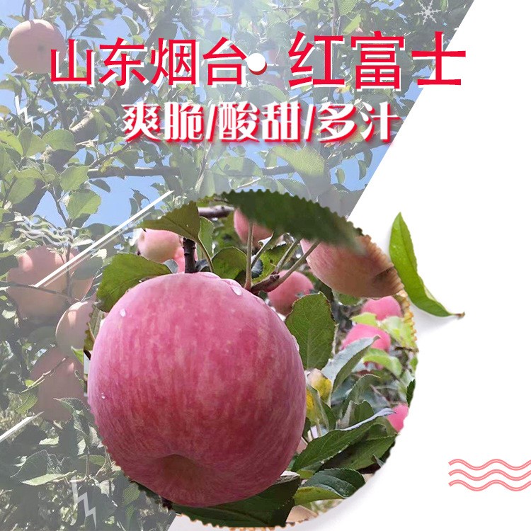 新鮮紅富士蘋果10斤中果現(xiàn)摘現(xiàn)發(fā)紅富士 山東煙臺紅富士蘋果