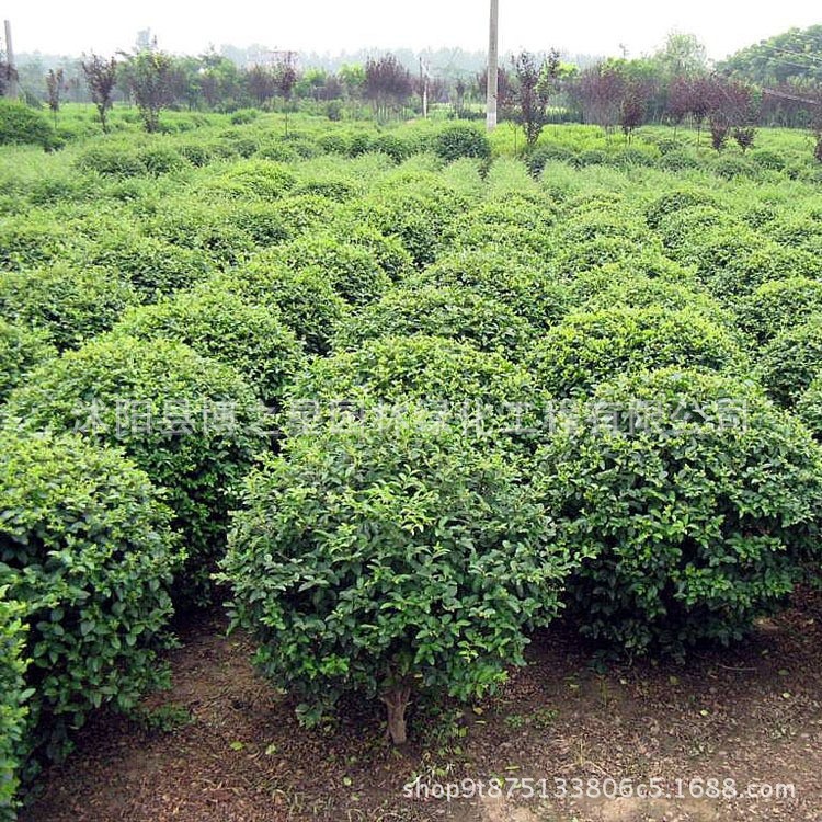 小葉女貞球批發園林綠化苗木常綠灌木 綠籬植物小葉女貞球苗