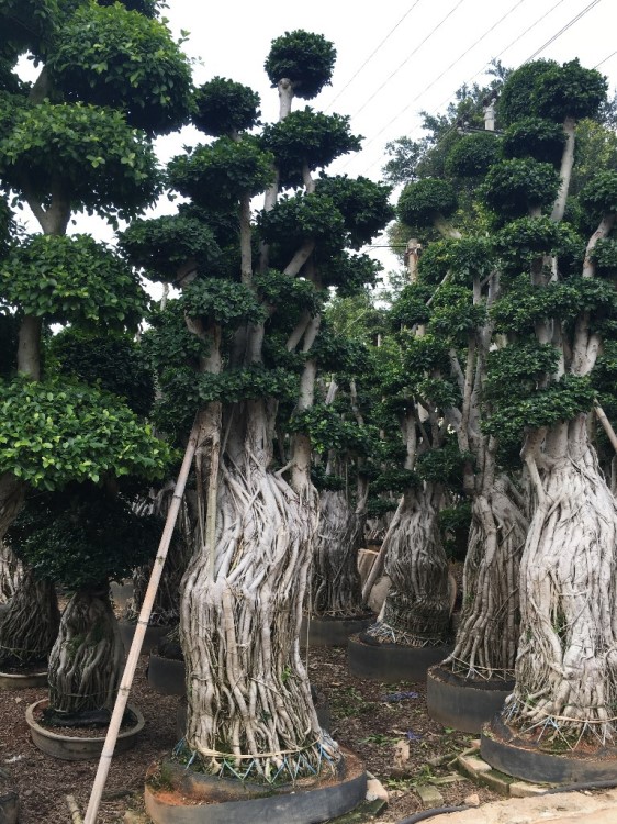 產(chǎn)地直銷小葉榕樁頭，提跟榕樹，造型榕樹盆景，造型樁頭榕樹