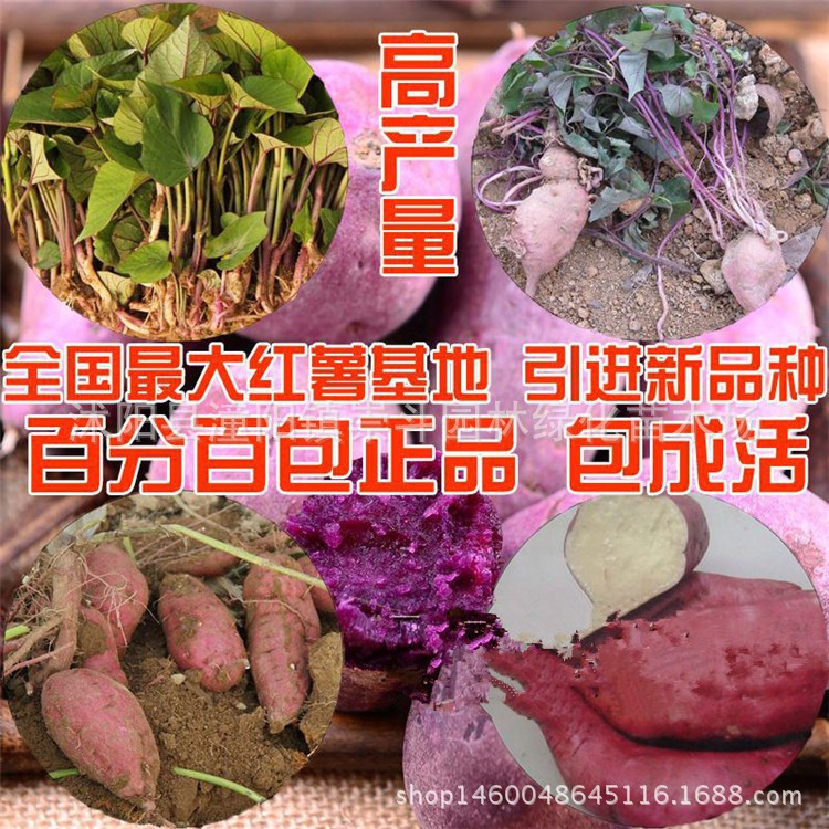 批发粉皮黄心 白心  紫薯 红薯苗批发 品种  量大从优